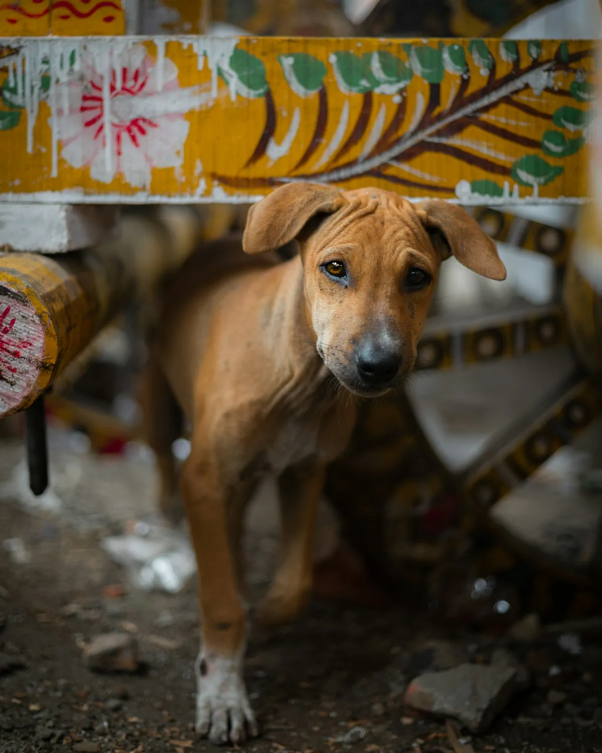 Feed 500 Street Dogs Every Day in Shivpuri – photo 4