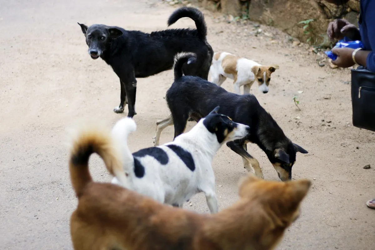 Street Dog Care